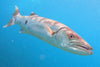 Thailand Marine Life | The Great Barracuda