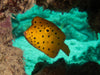 Thailand Marine Life | The Yellow Boxfish