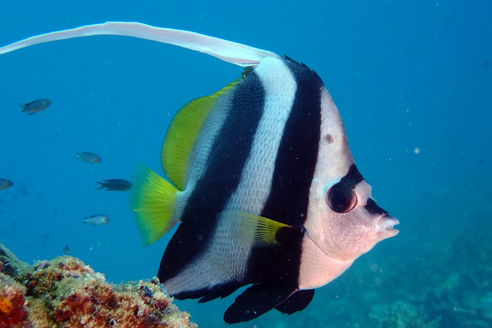 Vie marine en Thaïlande | Poisson-bannière à nageoires longues