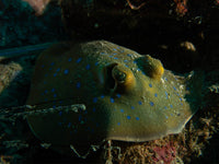 Thailand Marine Life | The Bluespotted ribbontail ray