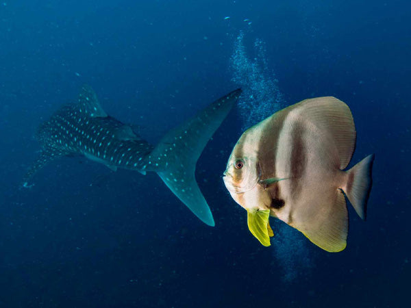 Thailand Marine Life | The Platax Teira