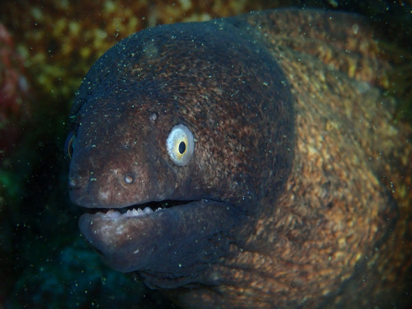 Kehidupan Laut Thailand | Belut Moray Bermata Putih