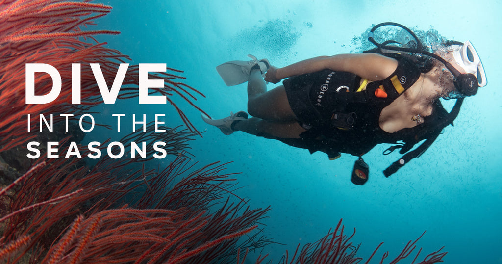Stagioni delle immersioni a Koh Tao - Qual è il periodo migliore per fare immersioni subacquee a Koh Tao?