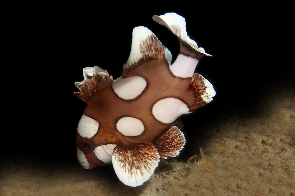 泰国海洋生物 | 彩色甜唇鱼