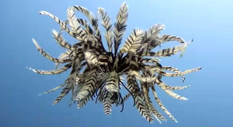 Thailand Marine Life | Feather stars