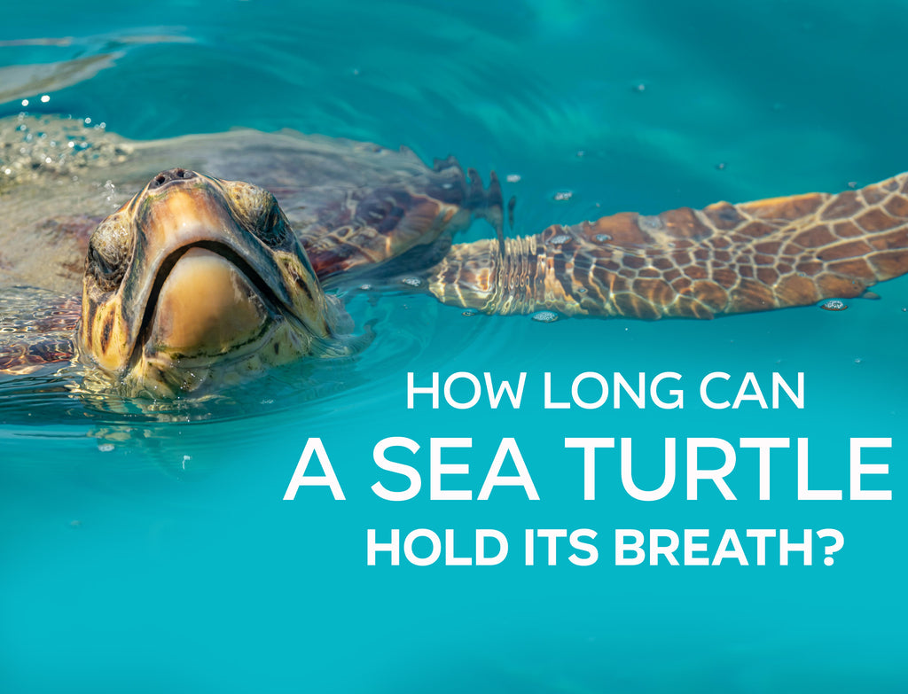 كم من الوقت تستطيع السلحفاة البحرية أن تحبس أنفاسها؟