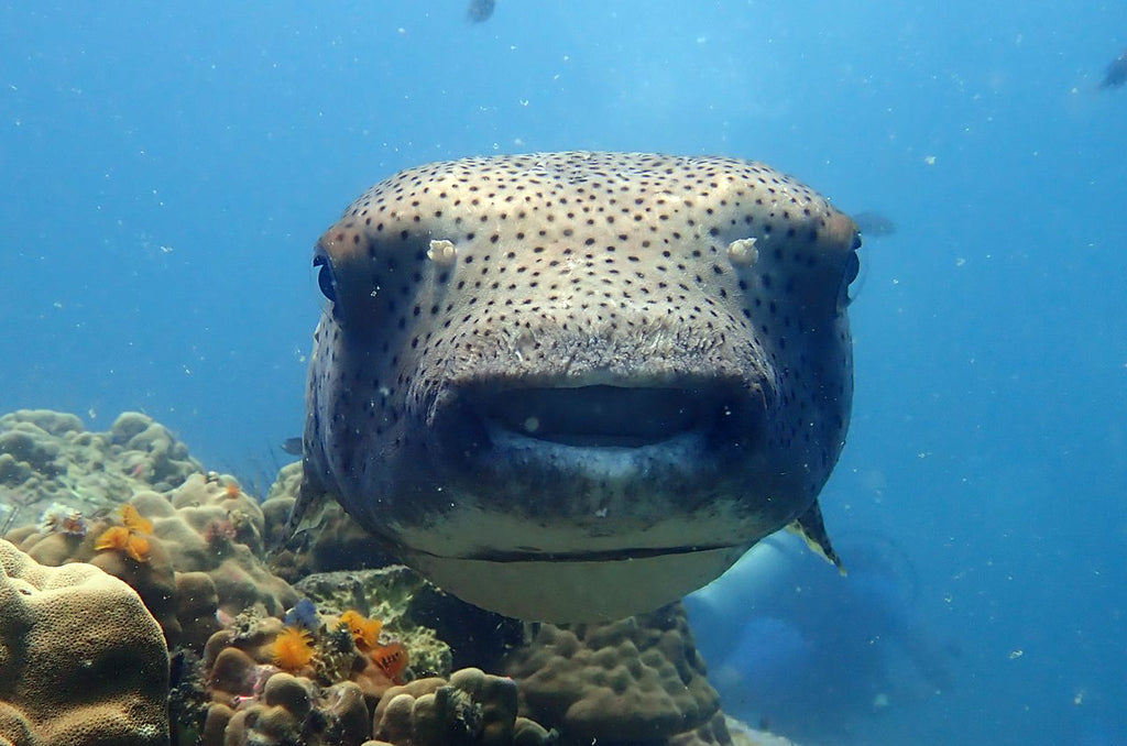 タイの海洋生物 | クロホシハリセンボン