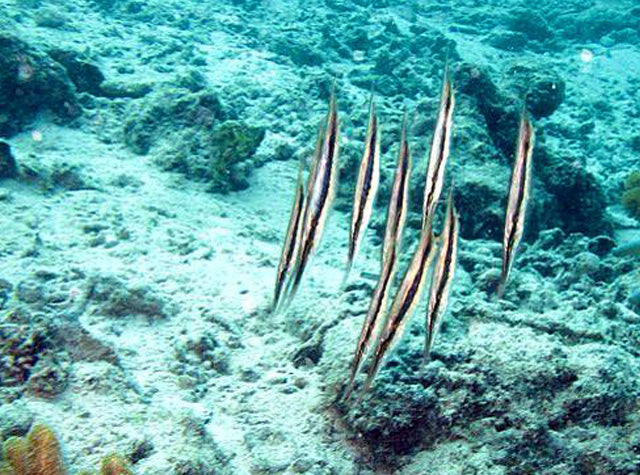 Thailand Marine Life | Grooved Razorfish