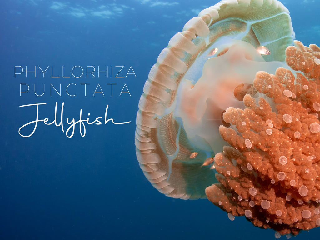 Phyllorhiza punctata クラゲとのインタビュー: 海の漂流者からの洞察