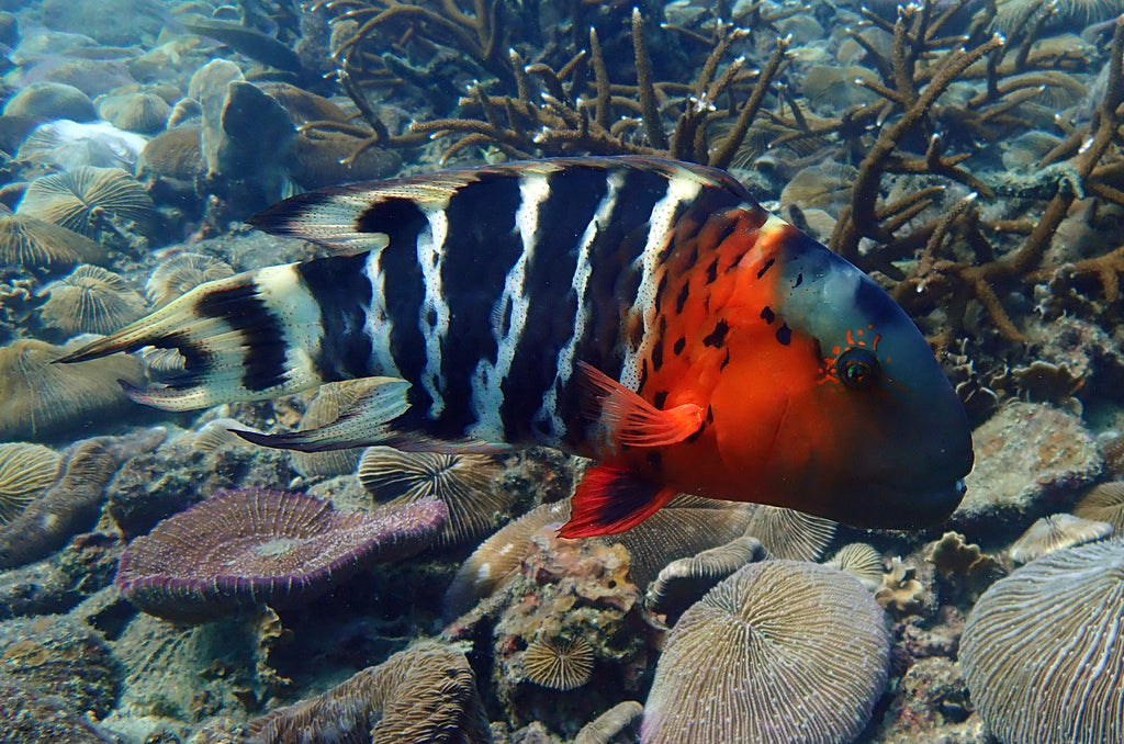 Thailand Marine Life | The Red Breasted Wrasse