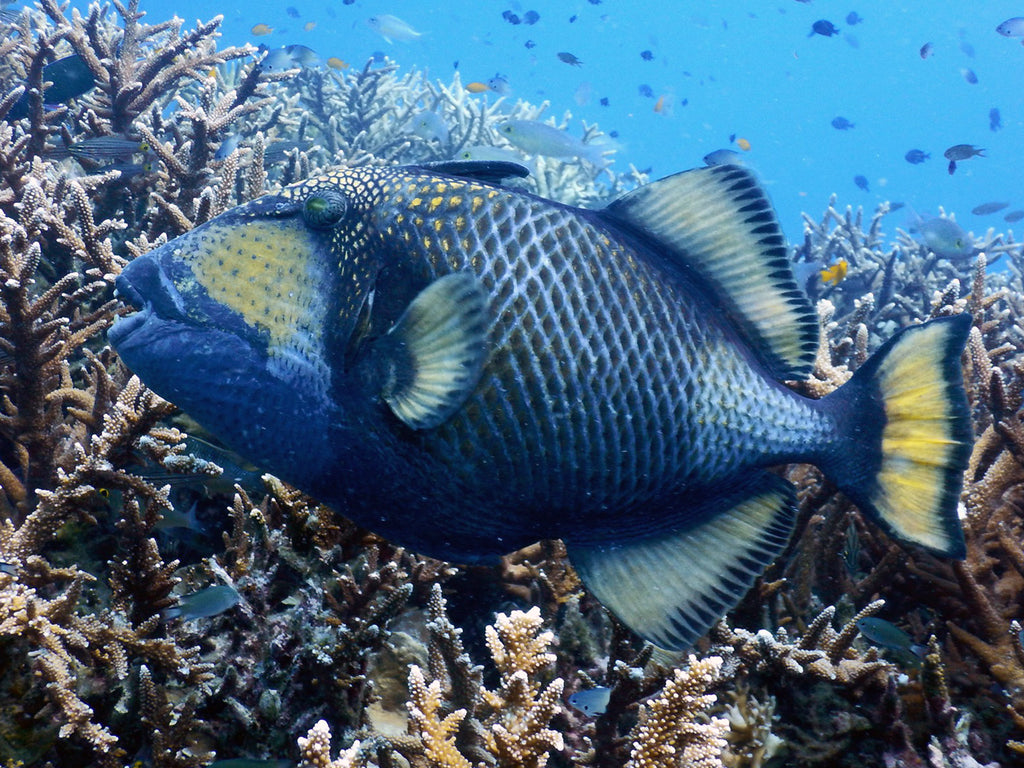 Thái Lan Đời sống biển | Các con triggerfish Titan