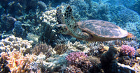 sea tortoise in coral reef