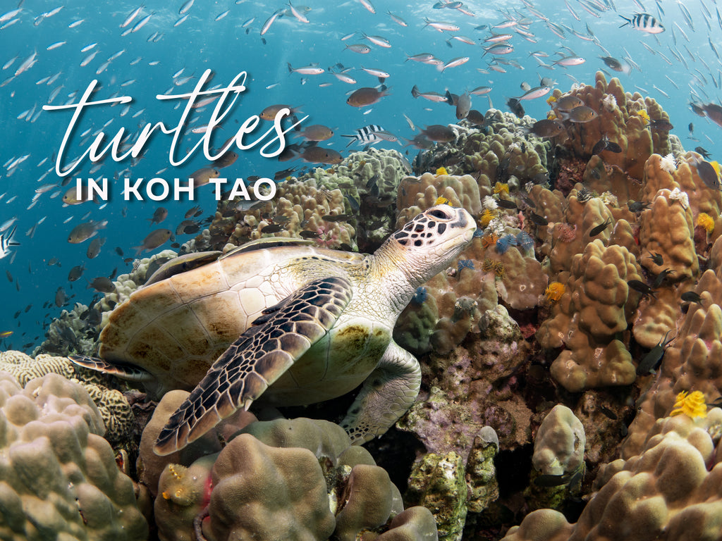 هل يمكنني رؤية السلاحف أثناء الغوص في كوه تاو؟