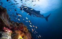 Divertiti divertenti in koh lipe