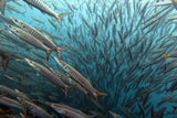 Divertiti divertenti in koh lipe