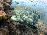 Divertiti divertenti in koh lipe