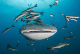 Divertiti divertenti in koh lipe