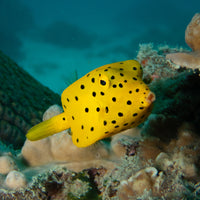 Juvenile Yellow boxfish