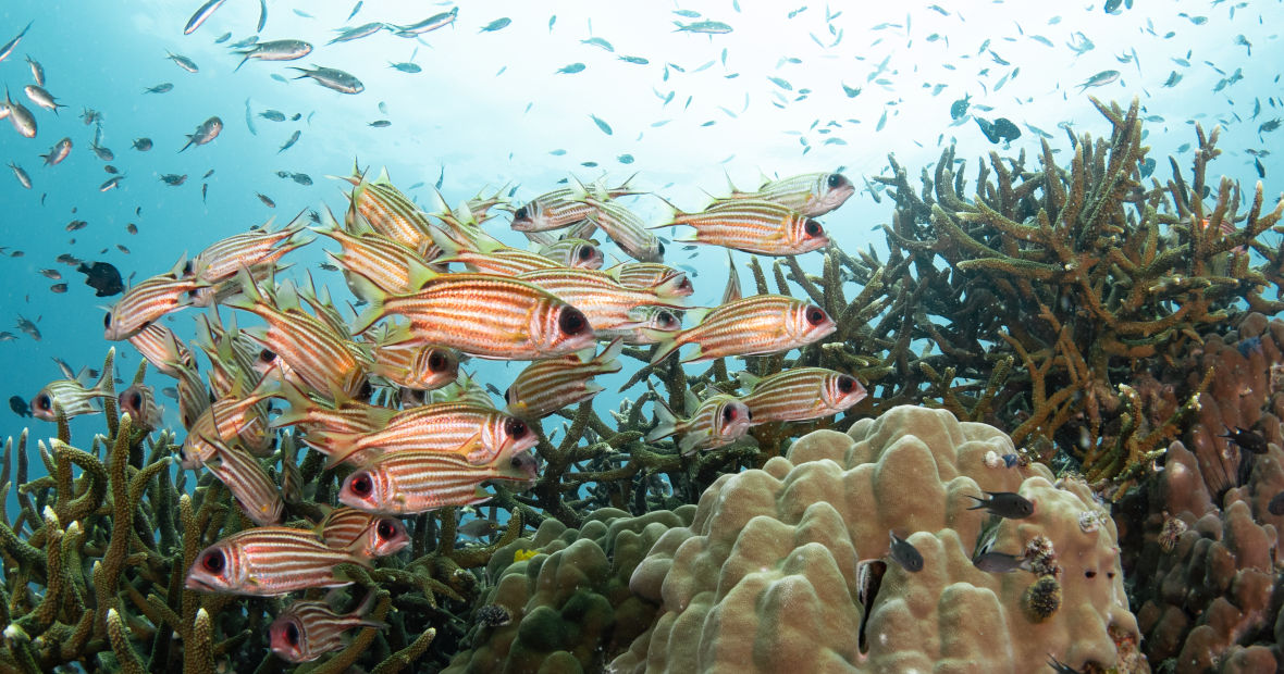 squirrel fish koh tao diving