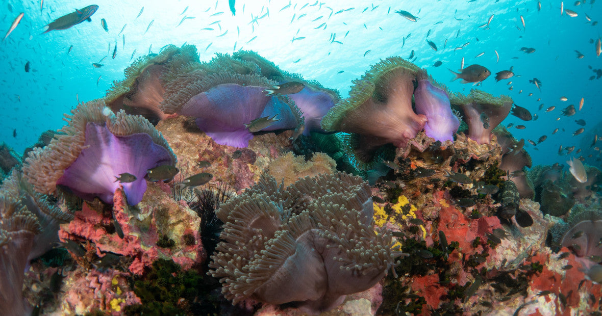 anemone with fish in koh tao diving