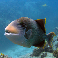 AWARE Fish ID Specialty PADI Course