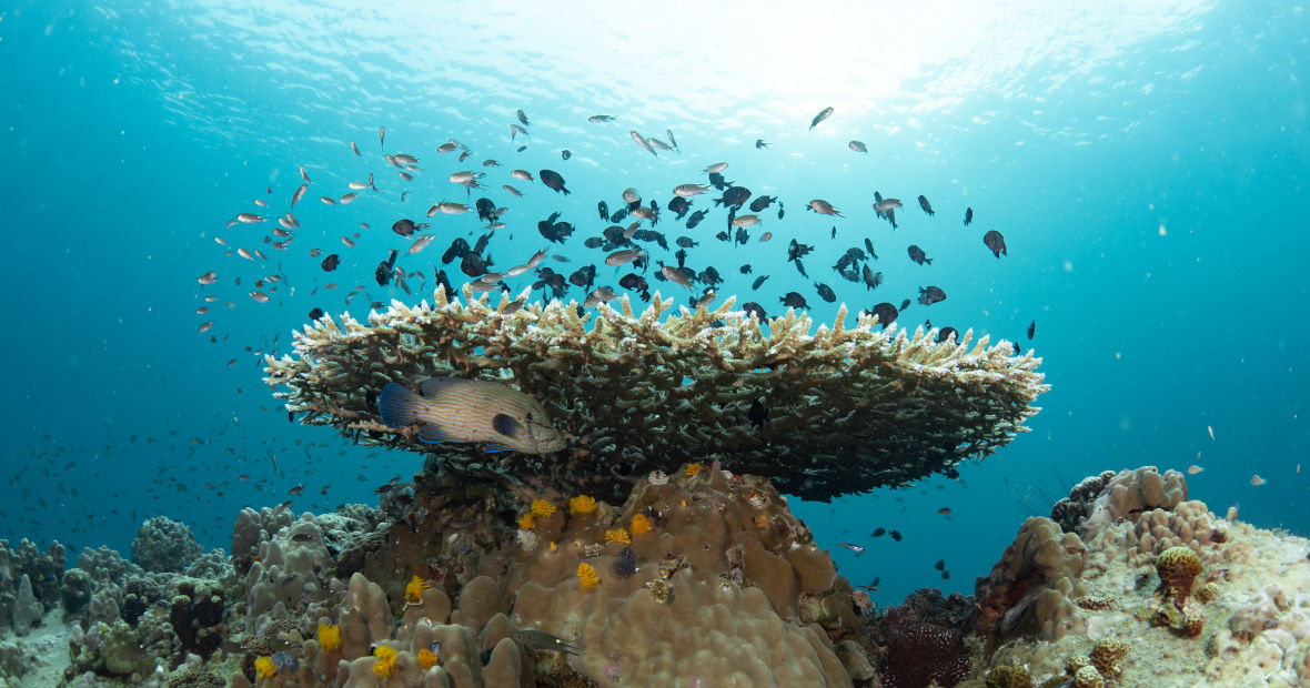 Coral reef with fish dive