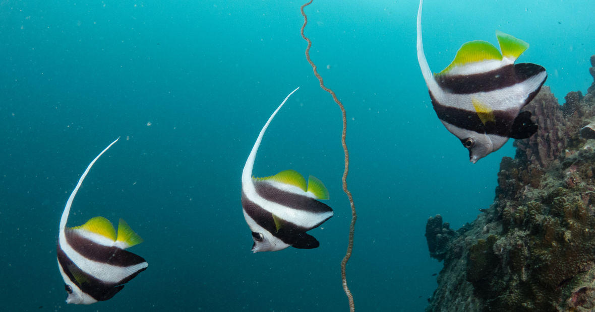 Longfin bannerfish koh tao