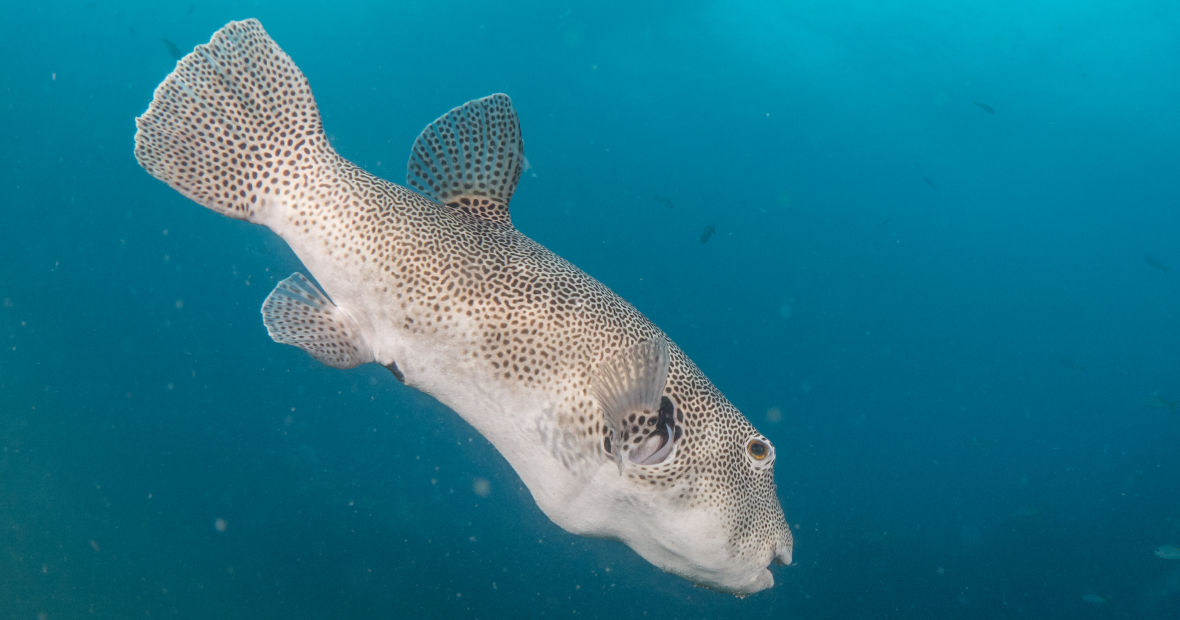 Puffer fish koh tao