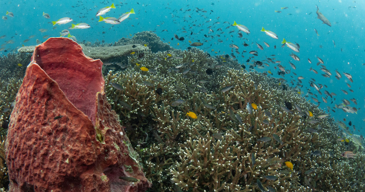 Red coral in koh tao