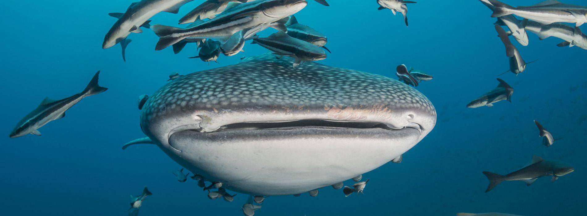 Coral Grand Divers | Koh Tao Diving