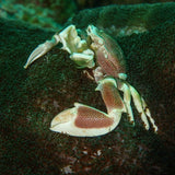 crab-diving-in-koh-tao
