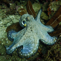 octopus-diving-in-koh-tao