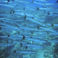 barracudas-fish-in-koh-tao-diving