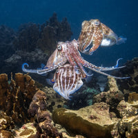 Cours PADI Spécialité Photographie numérique sous-marine