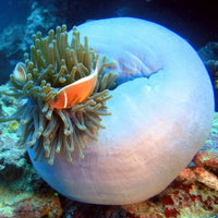 clown-fish-diving-in-koh-tao-in-anemone