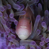 clown-fish-underwater-photography-koh-tao