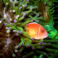 clown-fish-underwater-photography