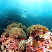 coralg-grand-divers-best-dives-in-koh-tao