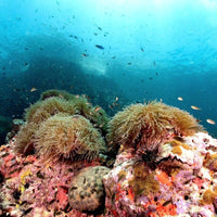 coral-grand-divers-coraux-landscape