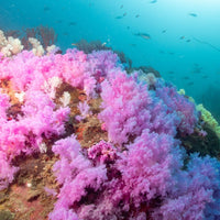 coral-grand-divers-coraux-mous