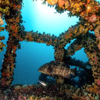 coral-grand-divers-cubes