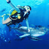 coral-grand-divers-diver-and-whale-shark-underwater-photography