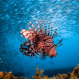 coral-grand-divers-lion-fish