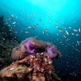 coral-grand-divers-underwater-landscape