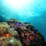 coral-landscape-underwater-naturalist-specialty-in-koh-tao