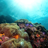    coral-landscape