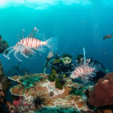 happy-divers-and-lion-fish-in-koh-tao