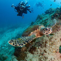    meeting-the-turtle-in-koh-tao-dives