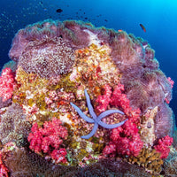 naturalist-divers-in-koh-tao-reef