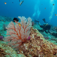 underwater-naturalist-diver-in-koh-tao